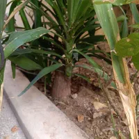 فروش گیاهان طبیعی