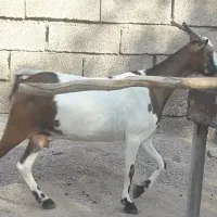 بزو بیگ