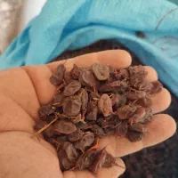 فروش کشمش و مویز(سیاه و رطبی)بش|خوردنی و آشامیدنی|شیراز, گویم|دیوار