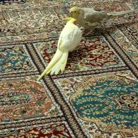 عروس هلندی ماده معاوضه با نر