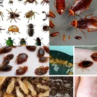 سمپاشی ساس سوسک سم پاشی ثبت شرکتی تمامی حشرات مضر