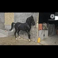 اسب|اسب و تجهیزات اسب‌سواری|لامرد, |دیوار