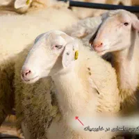 .گوسفند زنده اورگانیک.ب شرط نصفه.خونی