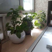 گل طبیعی پتوس