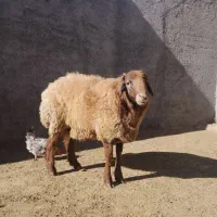 بره نر یک ساله نژاد دار