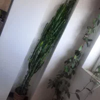 گل افوربیا با ارتفاع بالای ۲ متر