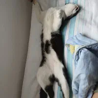 گمشده|حیوانات|نوشهر, |دیوار