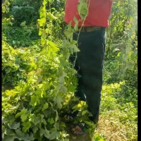 نهال انگور مویز بدون دانه