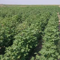 زمین زراع فروشی ۶۰۰۰متر در اصلاندوز