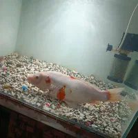 ماهی کوی مولد نر