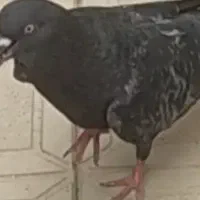 کبوتر