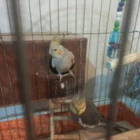 عروس هلندی مولد(همراه با ۷تا تخم)|پرنده|فردیس, سپید دشت|دیوار