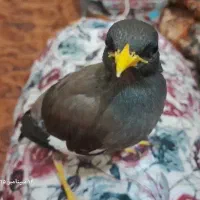 گم شده مرغ مینا