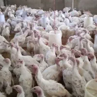 راس ۳۰۸|حیوانات مزرعه|اردکان, |دیوار