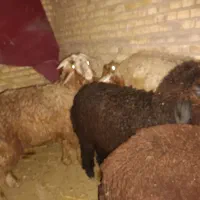 پنج/۵ عدد بره نر خونگی برای فروش