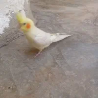 فروش عروس هلندی ماده