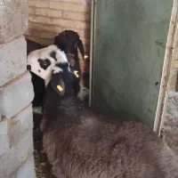 یکی بره نر افشاری کیلویی410 دهبالا حدودا 45کیلو