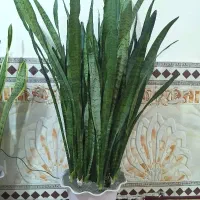 گل سانسویا  شمشیری