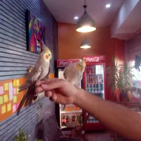 عروس هلندی جفت دستی و خونگی