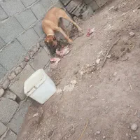 سگ سرابی ۳ماهه