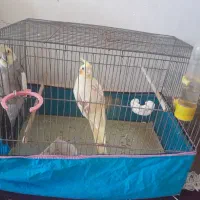 یک جفت عروس هلندی