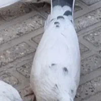 کبوتر|پرنده|اصفهان, گرکان|دیوار