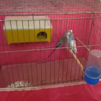 دوعدد مرغ عشق مست باقفس