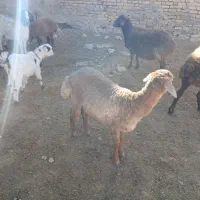 ۳تابزغاله۱۰م دانه۳۵۰۰بره چاق موجوده قصابی پذیرفته