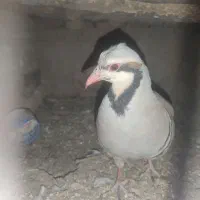 پرنده