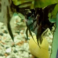 زینتی ماهی|ماهی|الوند, |دیوار