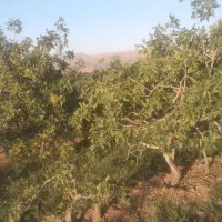 زمین پسته ای