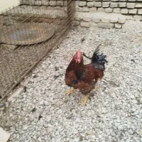 یک عدد خروس محلی