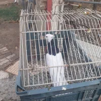 کبوترفروشی