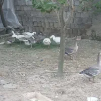 غازا ب فروش میرسد