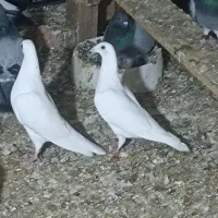 3 تا ما اسبی پلاکی مسافتی اصیل