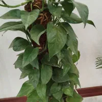 گل پتوس همراه گلدان سرامیکی