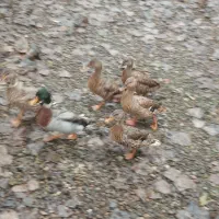 اردک نمایی (پروازی)