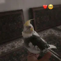 عروس هلندی گمشده