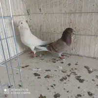 کفتر|پرنده|سیرجان, |دیوار