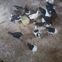 جوجه خروس گلین