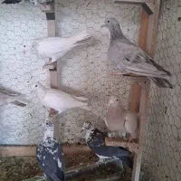 کشکشی یا سینه سفید