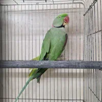 شاه طوطی نر بشرط نطفه|پرنده|ساری, |دیوار