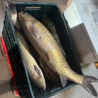 ماهی آمور تازه زیر قیمت بازار