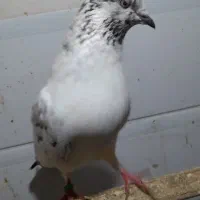 کبوتر پرشی|پرنده|بندر انزلی, خوش پیک|دیوار