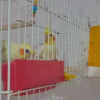 جفت عروس مولد با جوجه