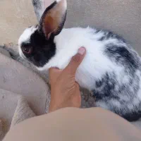 خرگوش چشم دورنگ آبی وقهوه ایی