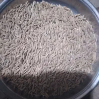 جومحلی
