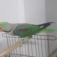 شاه طوطی نر|پرنده|قائم‌شهر, |دیوار