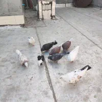 کبوتر