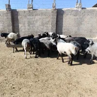 بره کوهه چاق